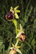 Ophrys minipassionis